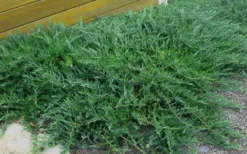 Blue Sargent Juniper - 1 Gallon Pot -Plant Promotion Store Juniper Blue Sargent Rev