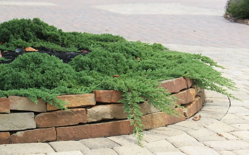 Green Mound Juniper - 2 Gallon Pot 6 Green Mound Juniper - 2 Gallon Pot - Image 6