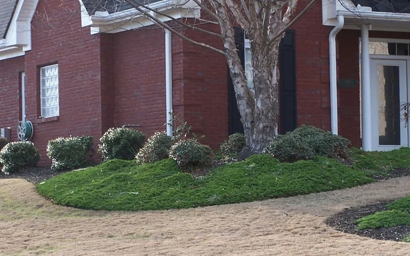 Green Mound Juniper - 2 Gallon Pot 5 Green Mound Juniper - 2 Gallon Pot - Image 5