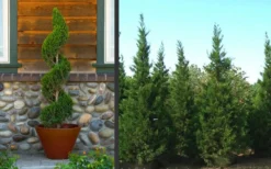 Hetzi Columnar Juniper - 1 Gallon Pot 8 Hetzi Columnar Juniper - 1 Gallon Pot -Plant Promotion Store Juniper Hetzi Columnar Landscape 2 1