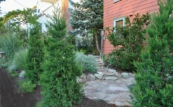Hetzi Columnar Juniper - 3 Gallon Pot -Plant Promotion Store Juniper Hetzi Columnar Landscape