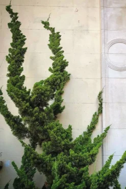 Hollywood Torulosa Juniper - 7 Gallon Pot (5-6') -Plant Promotion Store Juniper Hollywood 12