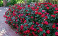 Red Double Knock Out Rose - 3 Gallon Pot 9 Red Double Knock Out Rose - 3 Gallon Pot -Plant Promotion Store Knock Out Rose Double Red 7