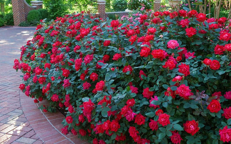 Red Double Knock Out Rose - 3 Gallon Pot 4 Red Double Knock Out Rose - 3 Gallon Pot - Image 4