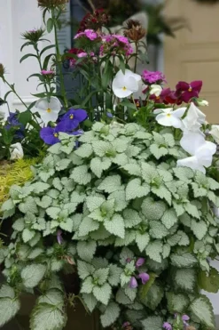 Beacon Silver Lamium - 5 Pack Of Pint Pots -Plant Promotion Store Lamium Beacons Silver 2