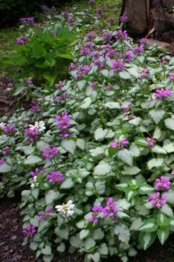 Beacon Silver Lamium - 5 Pack Of Pint Pots -Plant Promotion Store Lamium Beacons Silver 3