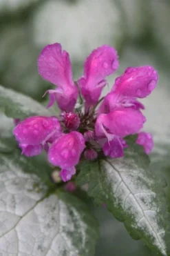 Beacon Silver Lamium - 5 Pack Of Pint Pots -Plant Promotion Store Lamium Beacons Silver 4