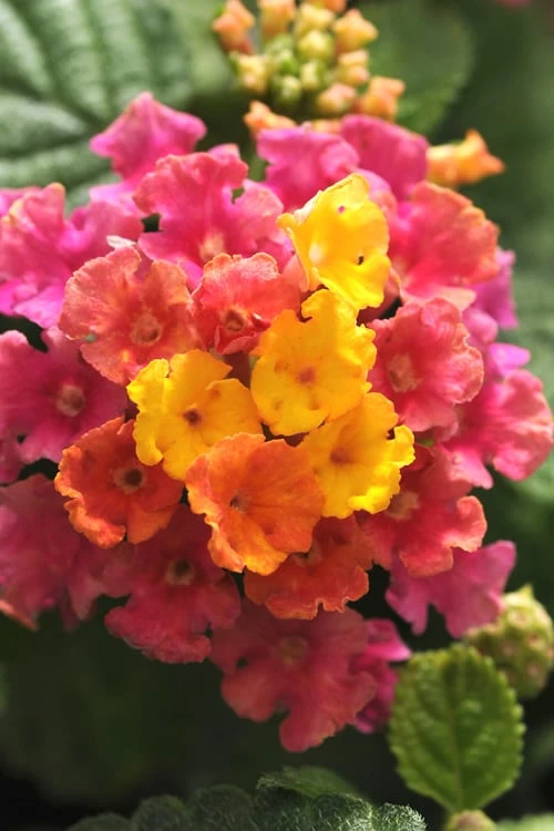 Little Lucky Hot Pink Lantana - 1 Gallon Pot 1 Little Lucky Hot Pink Lantana - 1 Gallon Pot