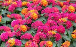 Little Lucky Hot Pink Lantana - 1 Gallon Pot 7 Little Lucky Hot Pink Lantana - 1 Gallon Pot -Plant Promotion Store Lantana Little Lucky Hot Pink3
