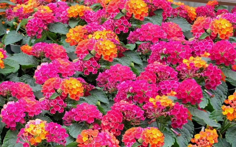 Little Lucky Hot Pink Lantana - 1 Gallon Pot 4 Little Lucky Hot Pink Lantana - 1 Gallon Pot - Image 4