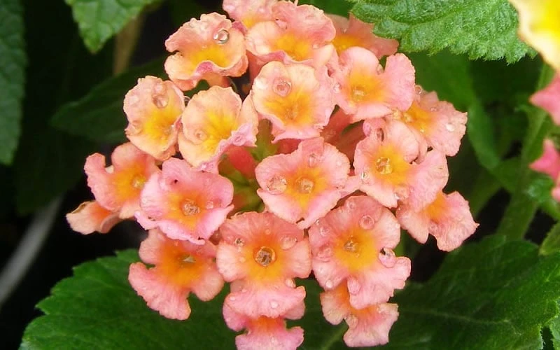 Little Lucky Peach Glow Lantana - 5 Pack Of Quart Pots 4 Little Lucky Peach Glow Lantana - 5 Pack Of Quart Pots - Image 4