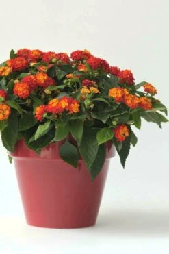 Little Lucky Red Lantana - 6 Inch Pot -Plant Promotion Store Lantana Little Lucky Red 5