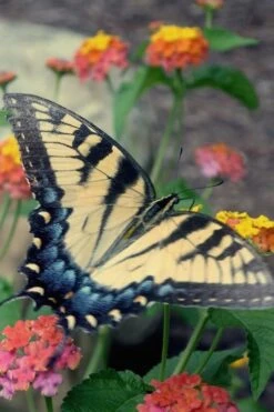 Miss Huff Hardy Lantana - 6 Pack Of 1 Gallon Pots -Plant Promotion Store Lantana Miss Huff 16