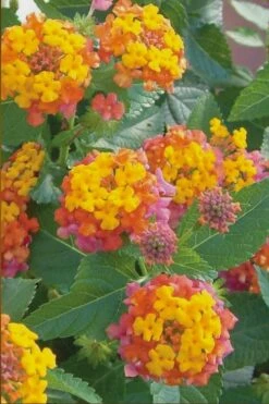 Miss Huff Hardy Lantana - 6 Pack Of 1 Gallon Pots -Plant Promotion Store Lantana Miss Huff 50 1