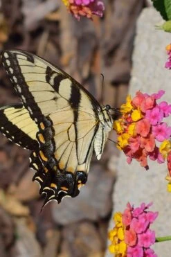 Sonset Hardy Lantana - 1 Gallon Pot -Plant Promotion Store Lantana Sonset 25 1