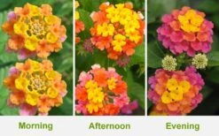 Sonset Hardy Lantana - 1 Gallon Pot -Plant Promotion Store Lantana Sonset 26 1