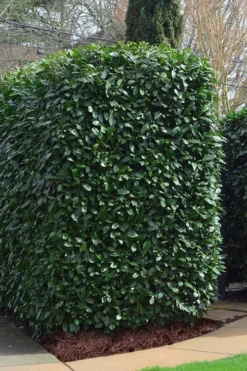 Schip Laurel (Prunus Laurocersasus 'Schipkaensis') - 6 Pack Of 1 Gallon Pots -Plant Promotion Store Laurel Schip 2