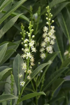 Schip Laurel (Prunus Laurocersasus 'Schipkaensis') - 6 Pack Of 1 Gallon Pots -Plant Promotion Store Laurel Schip 3