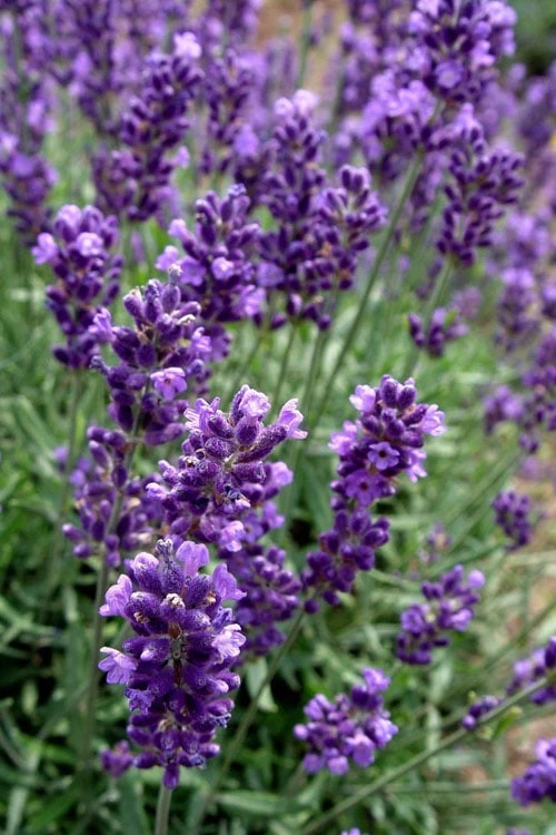 Hidcote Blue English Lavender - 5 Pack Of Quart Pots 1 Hidcote Blue English Lavender - 5 Pack Of Quart Pots