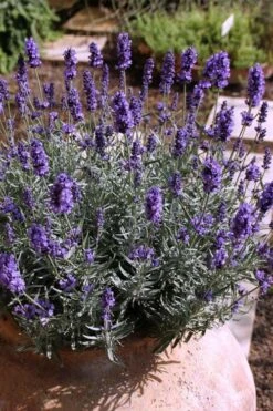 Hidcote Blue English Lavender - 5 Pack Of Quart Pots 8 Hidcote Blue English Lavender - 5 Pack Of Quart Pots -Plant Promotion Store Lavender Hidcote 3