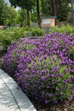 Otto Quast Spanish Lavender - 5 Pack Of Quart Pots -Plant Promotion Store Lavender Otto Quast 23