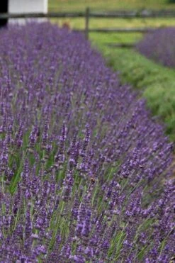 Phenomenal Lavender - 1 Gallon Pot -Plant Promotion Store Lavender Phenomenal 11