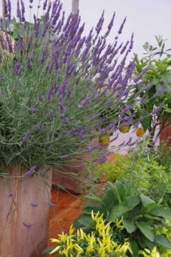 Phenomenal Lavender - 5 Pack Of Quart Pots -Plant Promotion Store Lavender Phenomenal 12 1