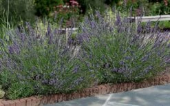 Phenomenal Lavender - 1 Gallon Pot -Plant Promotion Store Lavender Phenomenal 13
