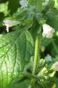 Lemon Balm Plant - 1 Gallon Pot -Plant Promotion Store Lemon Balm Plant 1