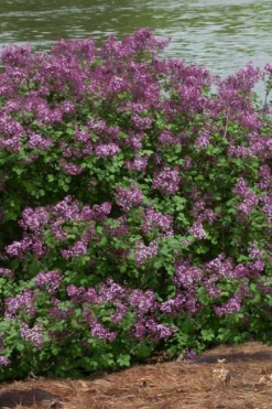 Bloomerang Dark Purple Lilac - 5 Pack Of Quart Pots 10 Bloomerang Dark Purple Lilac - 5 Pack Of Quart Pots -Plant Promotion Store Lilac Bloomerang Dark Purple 11