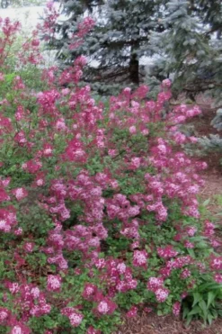 Red Pixie Lilac - Syringa Hybrid - 3 Gallon Pot -Plant Promotion Store Lilac Red Pixie 1