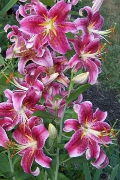 Stargazer Oriental - 1 Gallon Pot 8 Stargazer Oriental - 1 Gallon Pot -Plant Promotion Store Lilium Stargazer 1