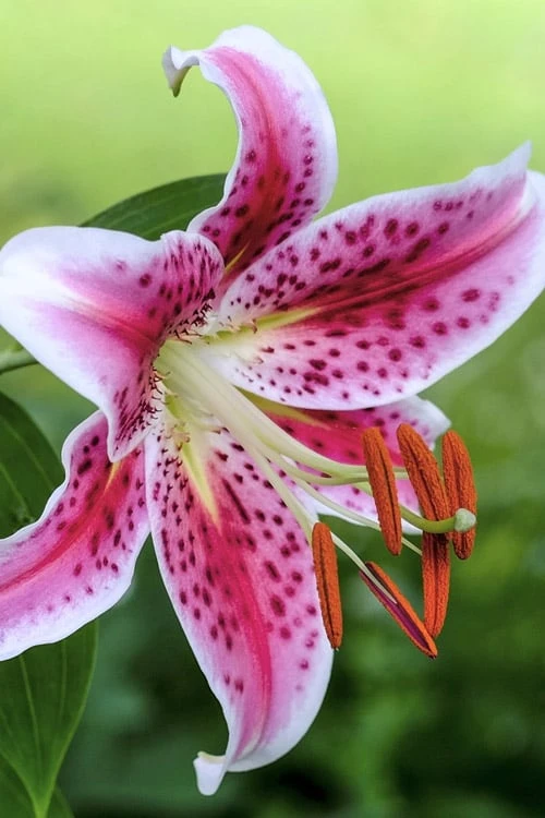 Stargazer Oriental - 1 Gallon Pot 1 Stargazer Oriental - 1 Gallon Pot