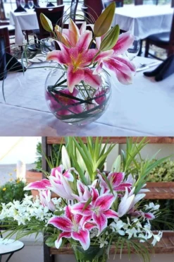 Stargazer Oriental - 1 Gallon Pot 9 Stargazer Oriental - 1 Gallon Pot -Plant Promotion Store Lilium Stargazer 4