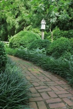 Emerald Goddess Liriope (Lilyturf) - 1 Gallon Pot 10 Emerald Goddess Liriope (Lilyturf) - 1 Gallon Pot -Plant Promotion Store Liriope Emerald Goddess 2