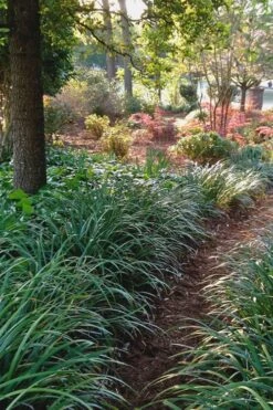 Emerald Goddess Liriope (Lilyturf) - 1 Gallon Pot 12 Emerald Goddess Liriope (Lilyturf) - 1 Gallon Pot -Plant Promotion Store Liriope Emerald Goddess 500x750 1