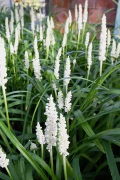 Monroe's White Liriope - Lilyturf - 3 Pack Of Pint Pots -Plant Promotion Store Liriope Monroes White 500x750 1