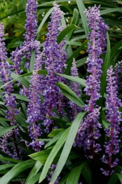 Royal Purple Liriope - Lilyturf - 10 Pack Of Pint Pots -Plant Promotion Store Liriope Royal Purple 16