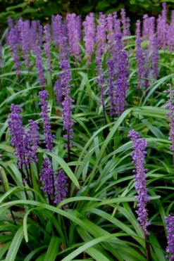Royal Purple Liriope - Lilyturf - 10 Pack Of Pint Pots -Plant Promotion Store Liriope Royal Purple 500x750 1