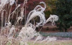 Little Zebra Grass - Miscanthus - 3 Gallon Pot -Plant Promotion Store Little Zebra Grass 1