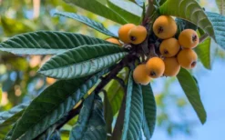 Loquat Tree (Eriobotrya Japonica) - 7 Gallon Pot (6-7') -Plant Promotion Store Loquat 12