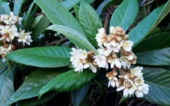 Loquat Tree - Eriobotrya Japonica - 5 Gallon Pot 11 Loquat Tree - Eriobotrya Japonica - 5 Gallon Pot -Plant Promotion Store Loquat Tree Flowers 1
