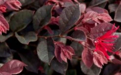 Purple Daydream Dwarf Loropetalum - 3 Gallon Pot 14 Purple Daydream Dwarf Loropetalum - 3 Gallon Pot -Plant Promotion Store Loropetalum Purple Daydream 2