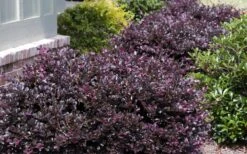 Purple Daydream Dwarf Loropetalum - 3 Gallon Pot 11 Purple Daydream Dwarf Loropetalum - 3 Gallon Pot -Plant Promotion Store Loropetalum Purple Daydream 20