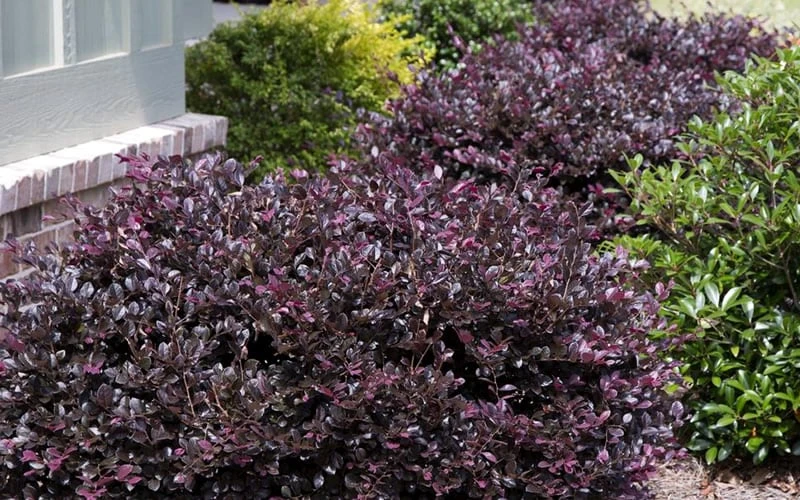 Purple Daydream Dwarf Loropetalum - 3 Gallon Pot 4 Purple Daydream Dwarf Loropetalum - 3 Gallon Pot - Image 4