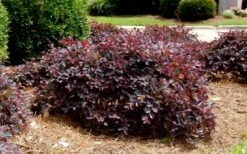 Purple Daydream Dwarf Loropetalum - 3 Gallon Pot 12 Purple Daydream Dwarf Loropetalum - 3 Gallon Pot -Plant Promotion Store Loropetalum Purple Daydream 4
