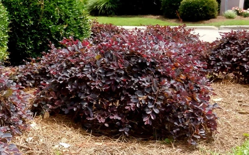 Purple Daydream Dwarf Loropetalum - 3 Gallon Pot 5 Purple Daydream Dwarf Loropetalum - 3 Gallon Pot - Image 5