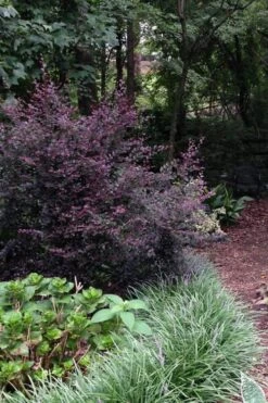 Purple Diamond Loropetalum - 6 Pack Of 1 Gallon Pots 8 Purple Diamond Loropetalum - 6 Pack Of 1 Gallon Pots -Plant Promotion Store Loropetalum Purple Diamond 20 1