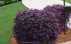 Purple Diamond Loropetalum - 6 Pack Of 1 Gallon Pots 9 Purple Diamond Loropetalum - 6 Pack Of 1 Gallon Pots -Plant Promotion Store Loropetalum Purple Diamond 21 1