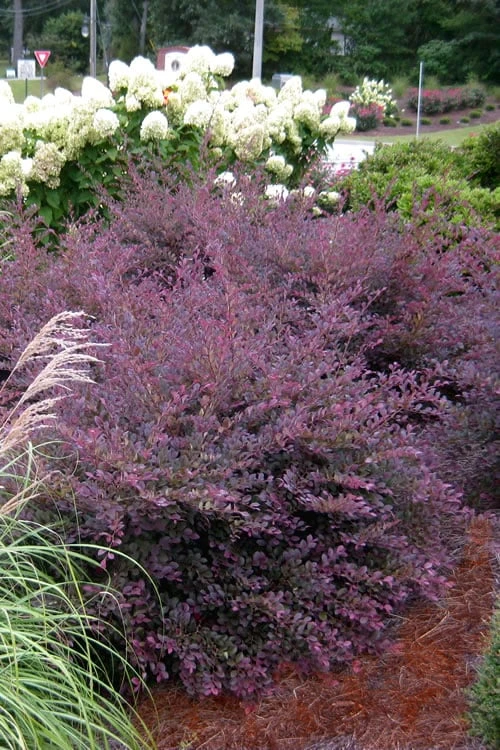 Purple Diamond Loropetalum - 6 Pack Of 1 Gallon Pots 1 Purple Diamond Loropetalum - 6 Pack Of 1 Gallon Pots